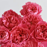 Phoebe Rose - Pre Sale In Spring 2026